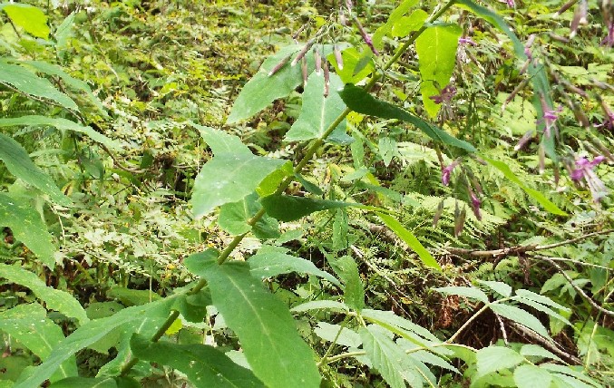 Prenanthes purpurea